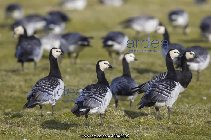  : Barnacle Goose - resting flock - Germany
