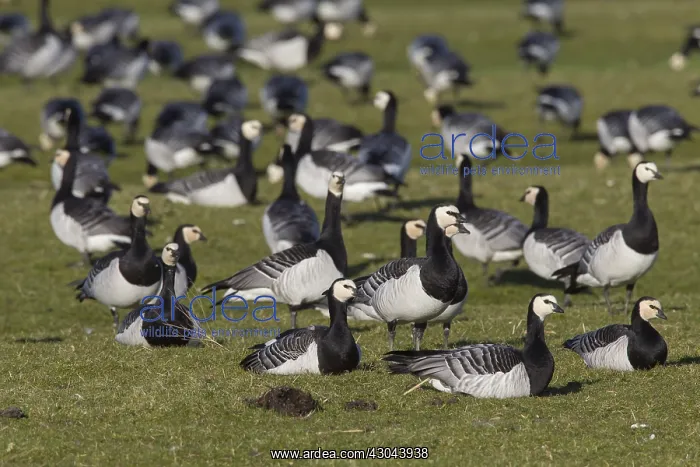  : Barnacle Goose - resting flock - Germany