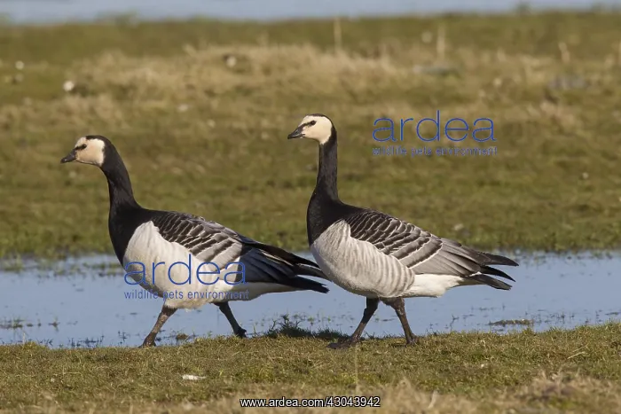  : Barnacle Goose - resting pair - Germany