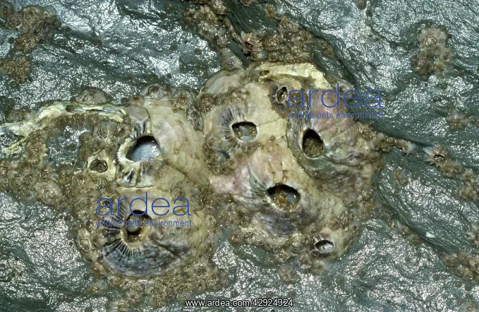  : BARNACLES (Balanus perforatus)