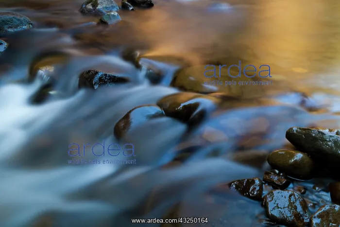 : Barnes Creek, Olympic National Park, Washington : Barnes Creek, Olympic National Park, Washington