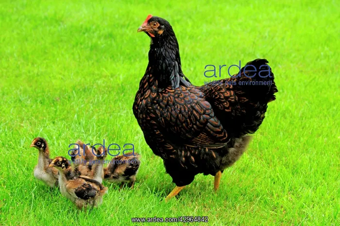 : Barnevelder double laced - mother with chickens - summer : Barnevelder double laced - mother with chickens - summer