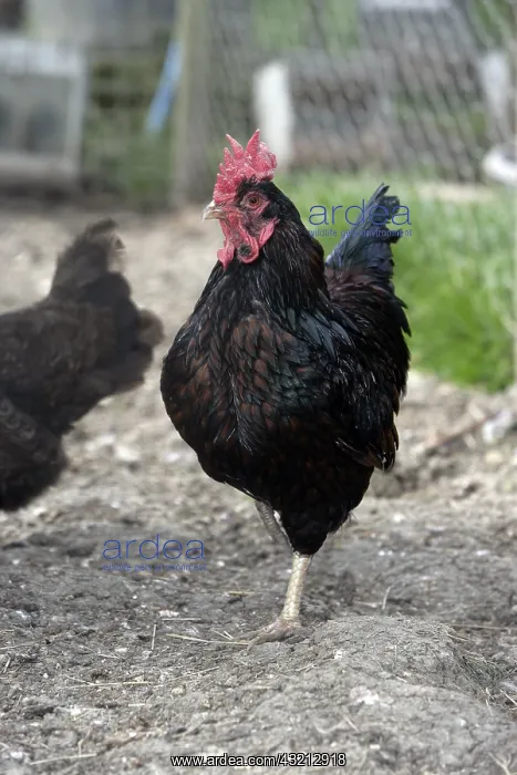 : Barnevelder miniature cock Warwickshire : Barnevelder miniature cock Warwickshire