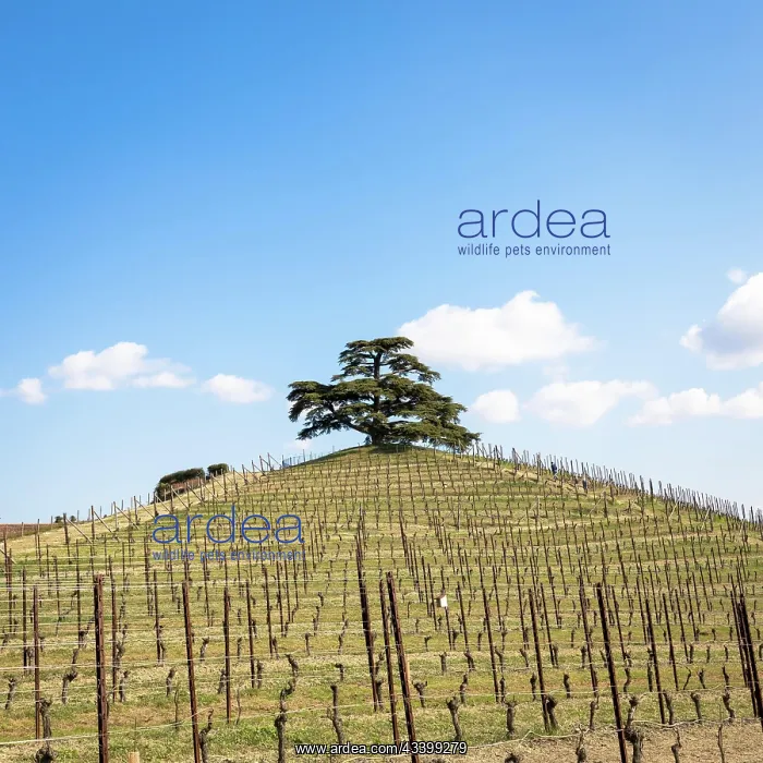 : Barolo and Barbaresco countryside in Piedmont region : Barolo and Barbaresco countryside in Piedmont region