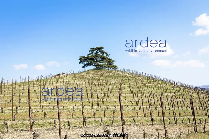 : Barolo and Barbaresco countryside in Piedmont region : Barolo and Barbaresco countryside in Piedmont region
