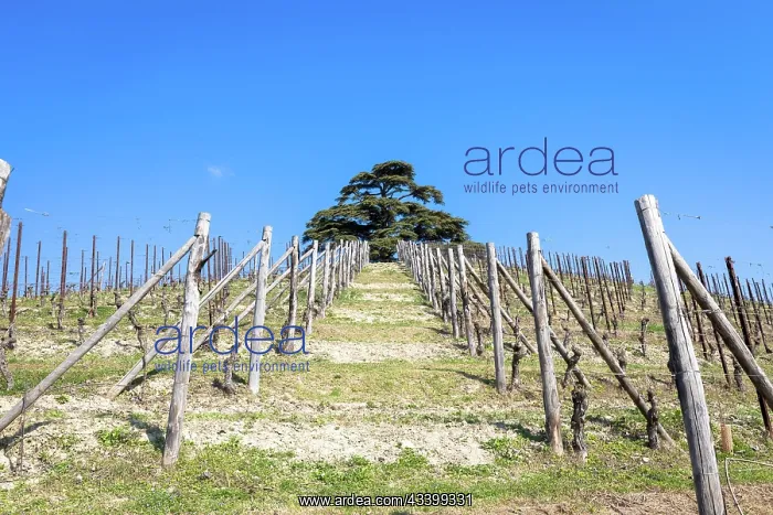 : Barolo and Barbaresco countryside in Piedmont region : Barolo and Barbaresco countryside in Piedmont region