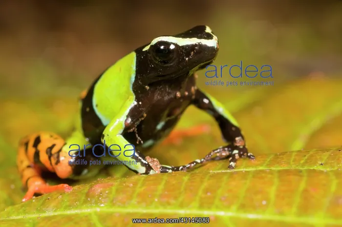 : Baron's Mantella : Baron's Mantella