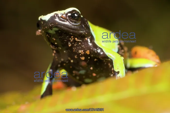 : Baron's Mantella : Baron's Mantella