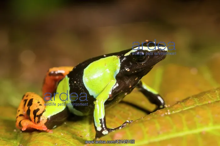 : Baron's Mantella : Baron's Mantella