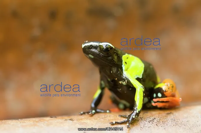 : Baron's Mantella : Baron's Mantella
