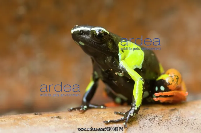 : Baron's Mantella : Baron's Mantella