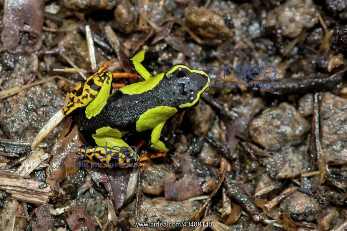 : Baron's Mantella (Mantella baroni) from Ranomafana : Baron's Mantella (Mantella baroni) from Ranomafana