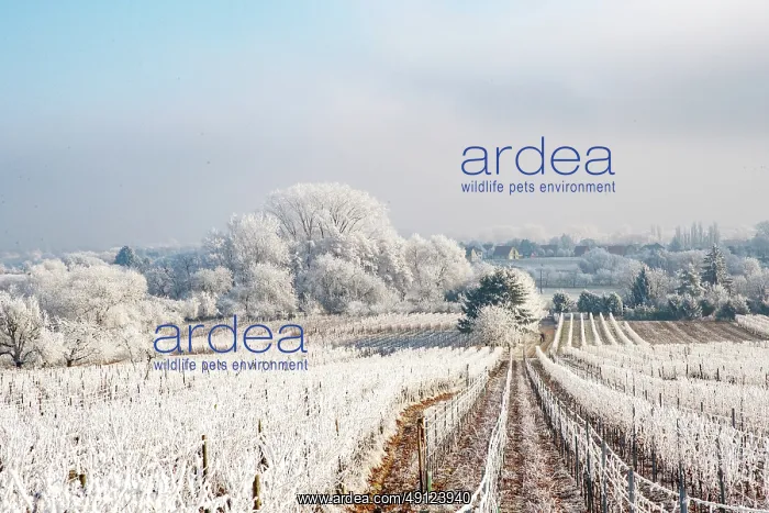 : Barr, a frosty vineyard : Barr, a frosty vineyard