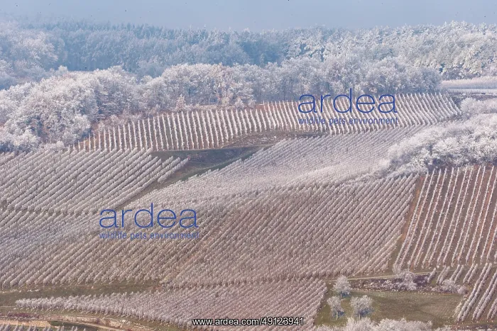 : Barr, a frosty vineyard : Barr, a frosty vineyard