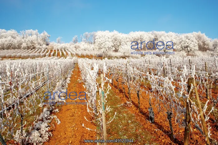 : Barr, a frosty vineyard : Barr, a frosty vineyard
