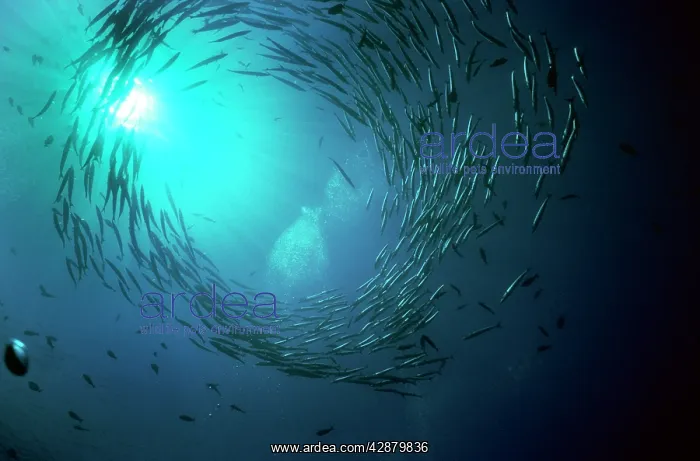 : BARRACUDA (Sphyraena barracuda) : BARRACUDA (Sphyraena barracuda)