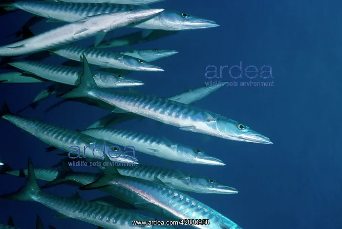 : Barracuda (Sphyreana putnamiae ). Red Sea, Indo-Pacific : Barracuda (Sphyreana putnamiae ). Red Sea, Indo-Pacific