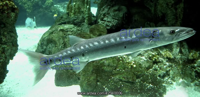 : Barracuda (Sphyraena sphyraena). Mediterranean and tropical Atlantic : Barracuda (Sphyraena sphyraena). Mediterranean and tropical Atlantic