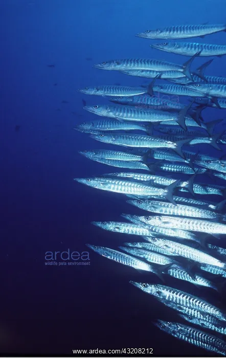 : BARRACUDA : BARRACUDA