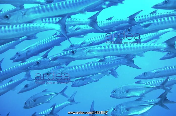 : BARRACUDA - CLOSE UP SHOAL : BARRACUDA - CLOSE UP SHOAL