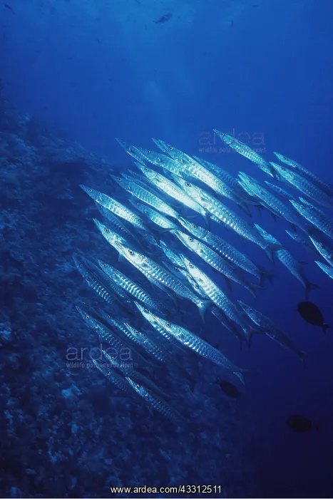: BARRACUDA - HUNTING : BARRACUDA - HUNTING
