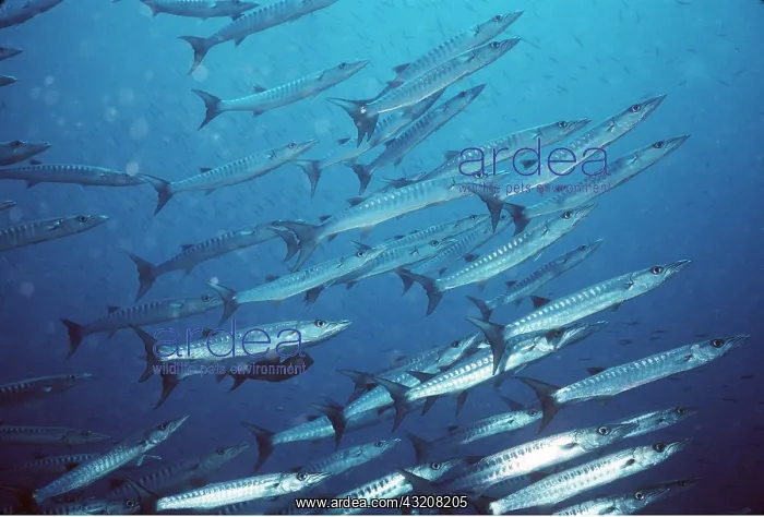 : BARRACUDA PIKE : BARRACUDA PIKE