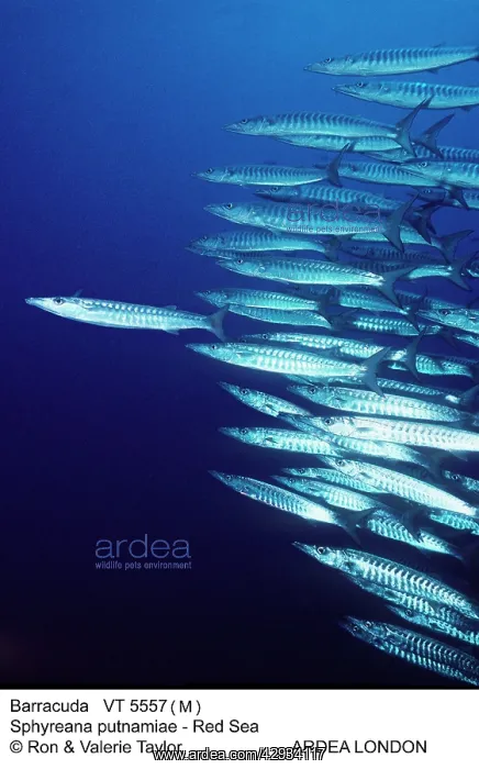 : Barracuda - shoal : Barracuda - shoal