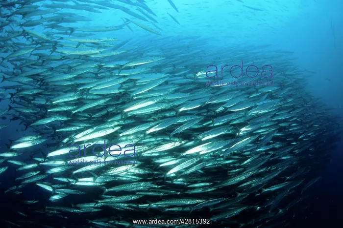 : Barracuda - shoal - Galapagos Islands UNESCO Natural World H
