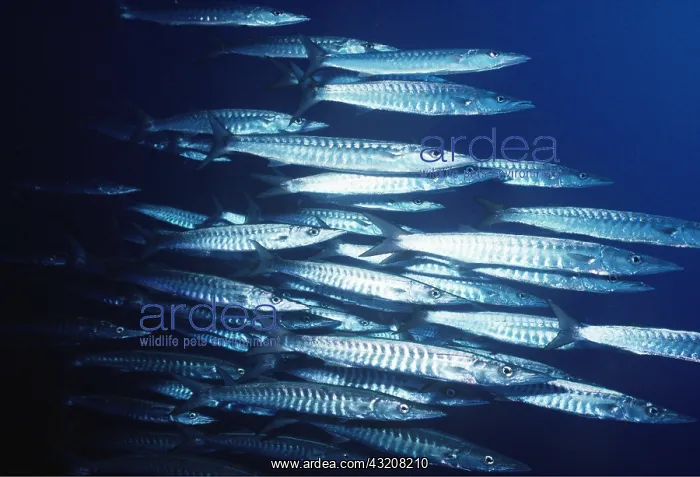 : BARRACUDA - shoal hunting as pack : BARRACUDA - shoal hunting as pack