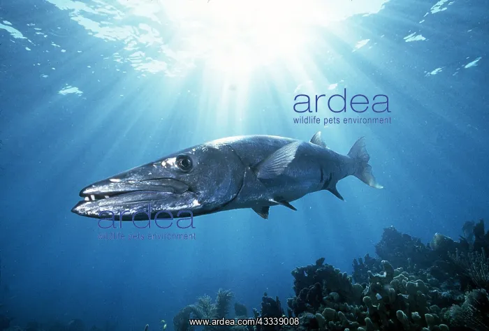 : BARRACUDA - with sunrays breaking through water : BARRACUDA - with sunrays breaking through water