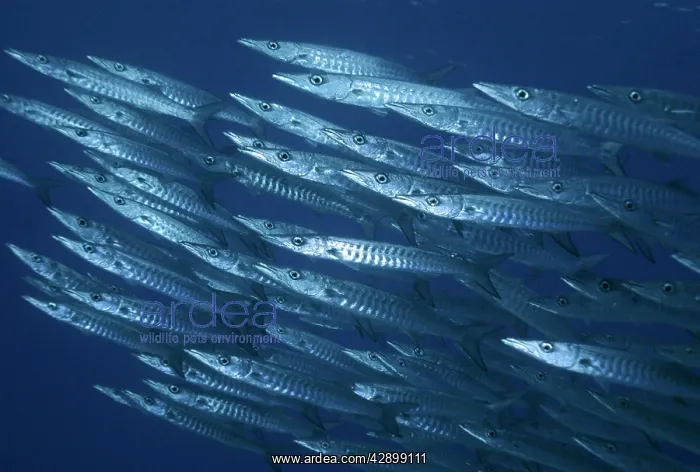 : Barracuda - usually found swimming in large shoals : Barracuda - usually found swimming in large shoals
