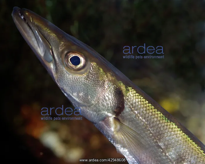 : Barracudina : Barracudina