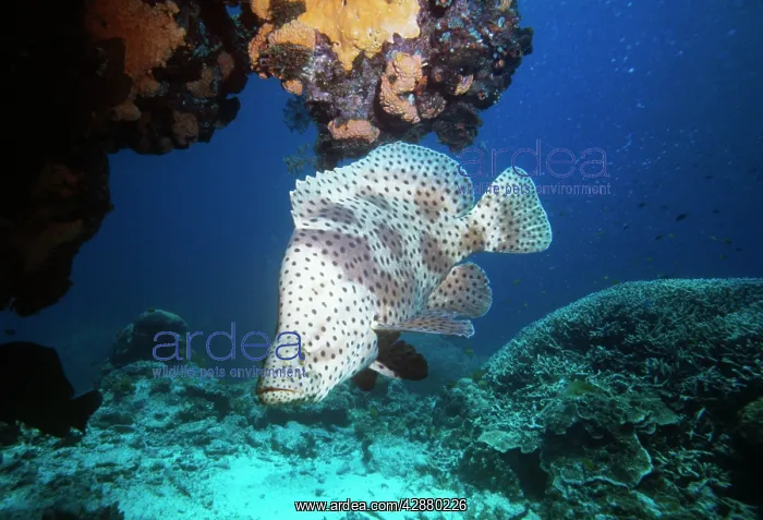 : Barramundi Cod / Humpback grouper / Panther grouper : Barramundi Cod / Humpback grouper / Panther grouper