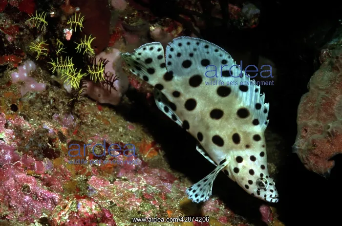  : Barramundi cod - juvenile