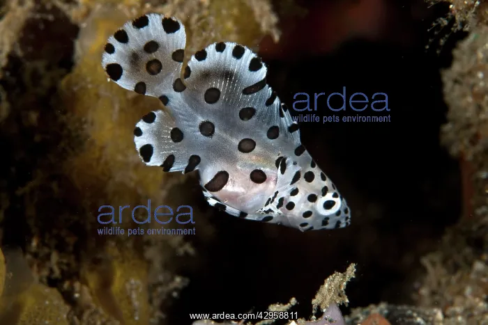  : Barramundi Cod  /  Pantherfish - juvenile