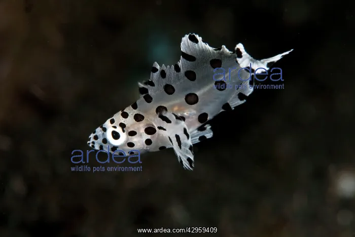 : Barramundi Cod / Pantherfish - juvenile : Barramundi Cod / Pantherfish - juvenile
