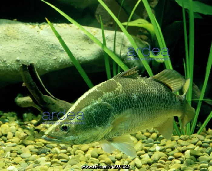 : Barramundi / Giant perch / Silver barramundi : Barramundi / Giant perch / Silver barramundi