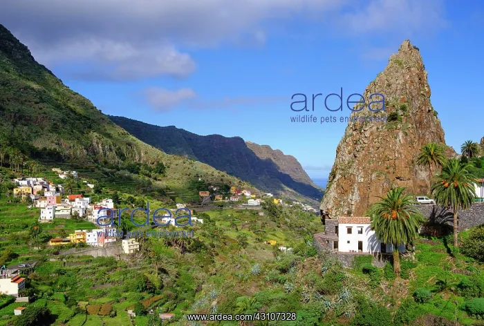 : Barranco del Cedro with Roque Pedro, Hermigua, La : Barranco del Cedro with Roque Pedro, Hermigua, La