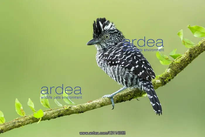 : Barred Antshrike : Barred Antshrike