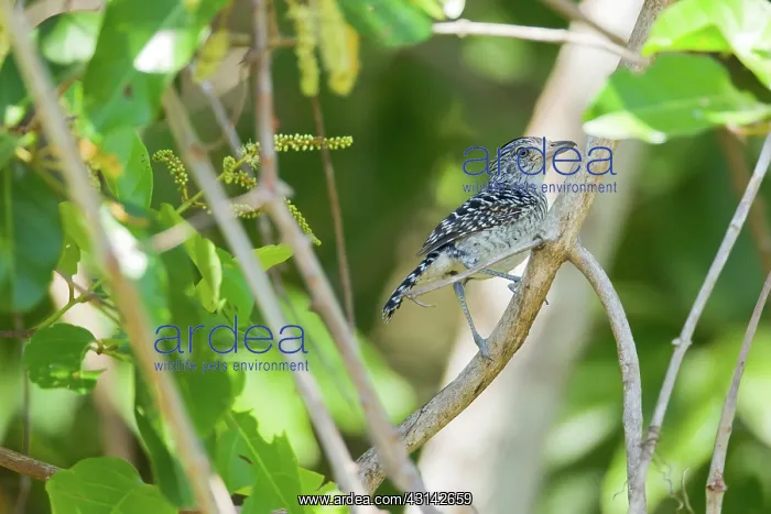 : Barred Antshrike : Barred Antshrike