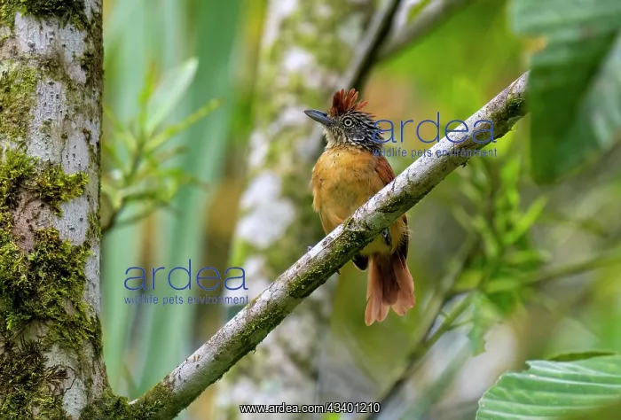 : Barred Antshrike : Barred Antshrike