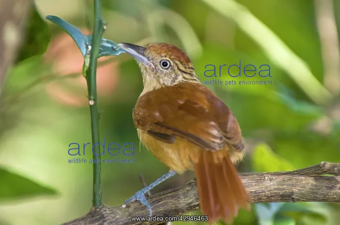 : Barred Antshrike - juvenile on branch : Barred Antshrike - juvenile on branch