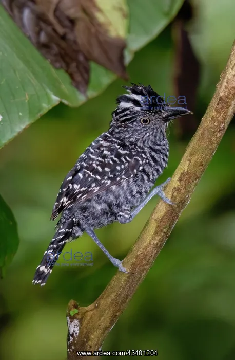 : The barred antshrike, Thamnophilus doliatus, is a passerine : The barred antshrike, Thamnophilus doliatus, is a passerine