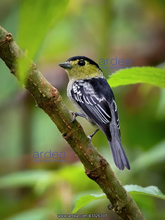 : Barred Becard (Pachyramphus versicolor), male : Barred Becard (Pachyramphus versicolor), male