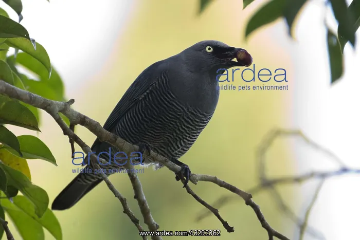 : Barred Cuckooshrike - Feeding in a fig tree - central : Barred Cuckooshrike - Feeding in a fig tree - central