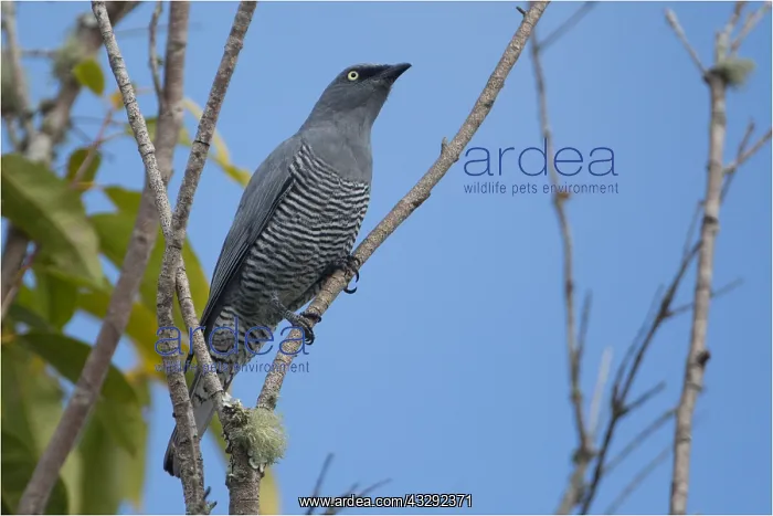 : Barred Cuckooshrike - Perched in a tree - Yungaburra : Barred Cuckooshrike - Perched in a tree - Yungaburra