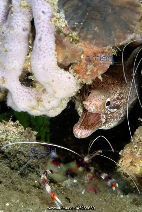 : Barred-fin Moray with Boxer Shrimp (Stenopus hispidus) : Barred-fin Moray with Boxer Shrimp (Stenopus hispidus)