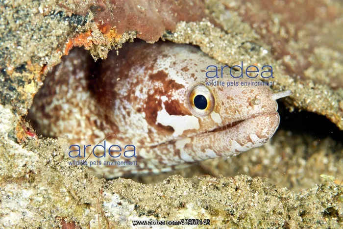 : Barred-fin Moray Eel : Barred-fin Moray Eel