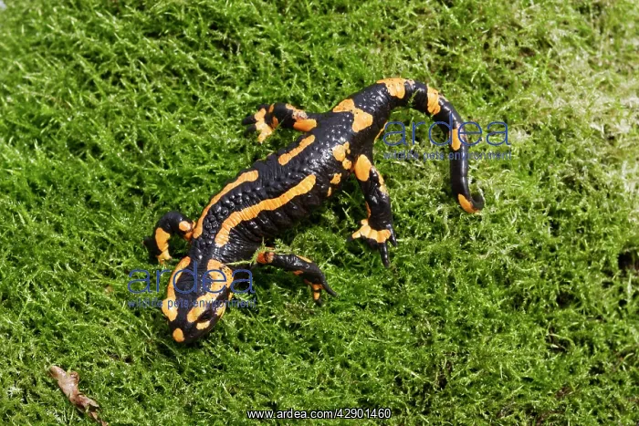 : Barred fire salamander : Barred fire salamander