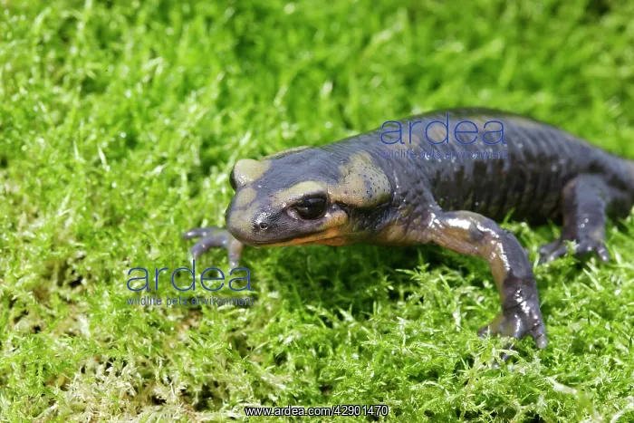: Barred fire salamander : Barred fire salamander
